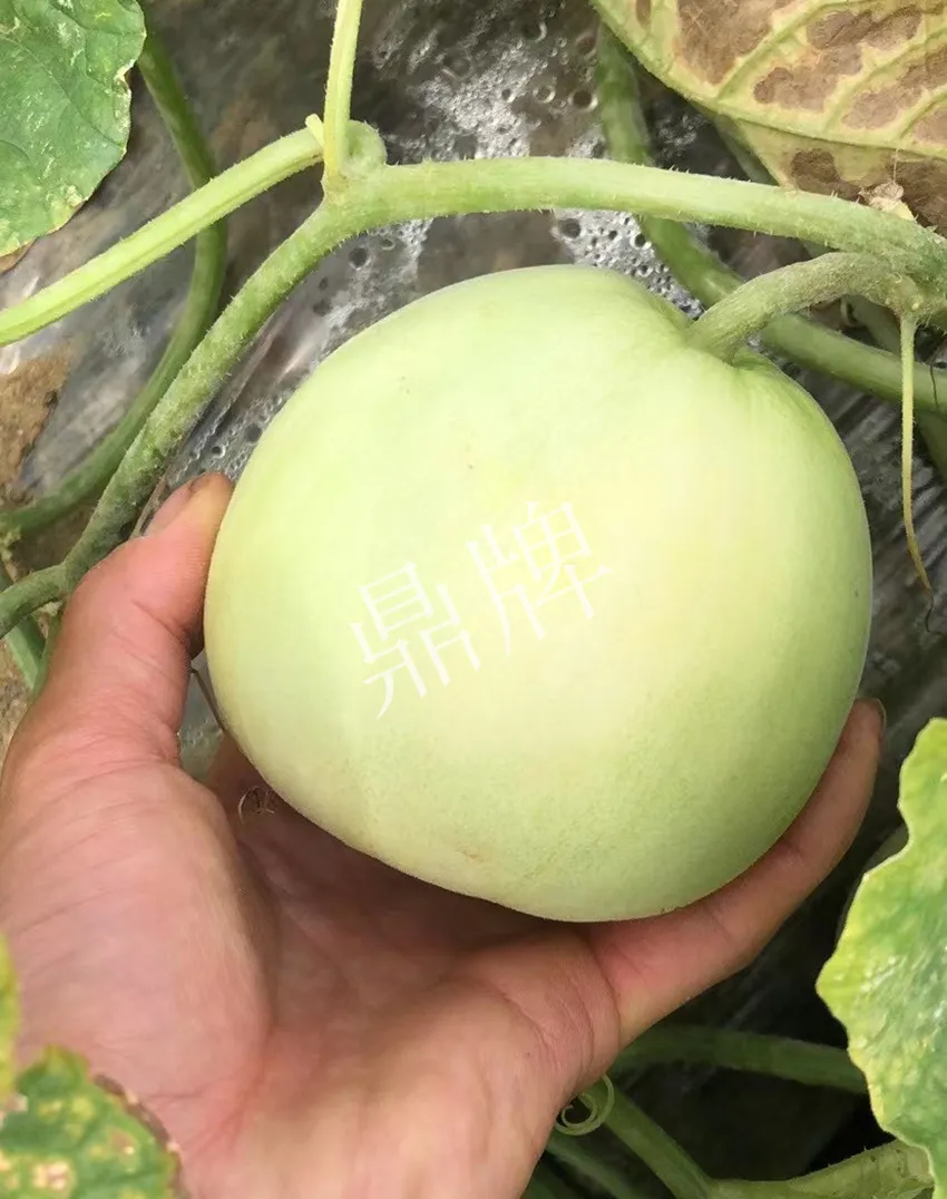 郴州農(nóng)戶種植新品種，果實(shí)又香又甜，很好賣