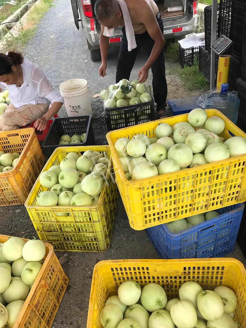 郴州農(nóng)戶種植新品種，果實(shí)又香又甜，很好賣
