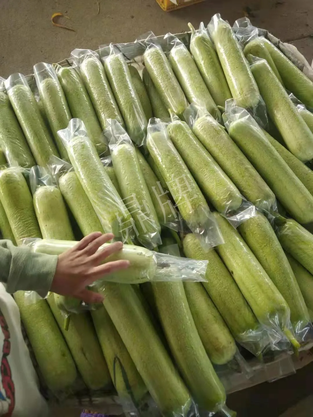 這個絲瓜每畝能掙3萬，沒種植的農(nóng)戶后悔得拍大腿