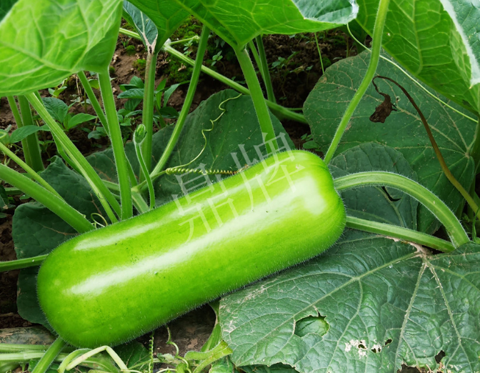 蔬菜種子種植戶客戶點(diǎn)評(píng)-牛逼！我露地栽培的瓠瓜，比別人大棚的還早上市！
