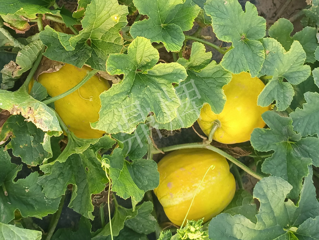 蔬菜種子種植戶客戶點(diǎn)評(píng)-種它！種它！高溫季節(jié)就種它！