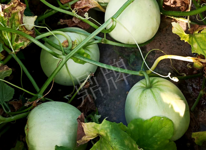 蔬菜種子種植戶客戶點(diǎn)評-種植這個品種，謹(jǐn)防小偷?。。?></a></div>
          <div   id=