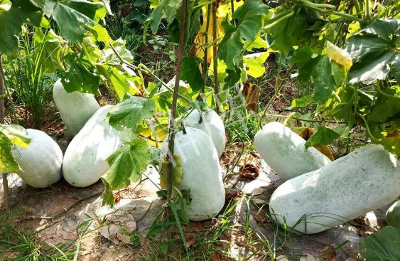 蔬菜種子種植戶客戶點(diǎn)評(píng)-驚訝！炎炎烈日下，小孩大聲喊：“大雪球！大雪球……”怎樣一回事？