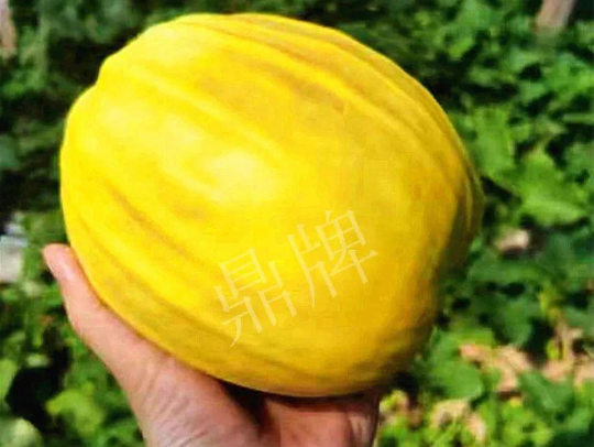 蔬菜種子種植戶客戶點(diǎn)評(píng)-我的甜瓜賣20元1市斤，與大家分享…