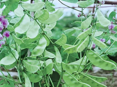 蔬菜種子種植戶客戶點評-鼎牌幫我度難關，決心助我大豐收！