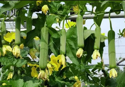 蔬菜種子種植戶客戶點評-每畝收入2萬元！這個絲瓜品種大受歡迎！