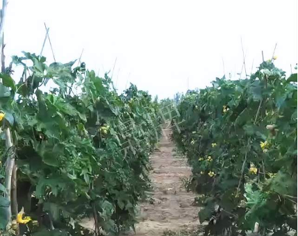 蔬菜種子種植戶客戶點評-種植這個品種，獲得高收入，老婆的功勞最大