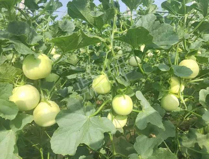 蔬菜種子種植戶客戶點評-種植這個新品種，我感到非常滿意！