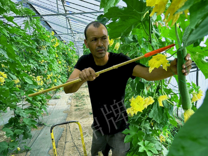 蔬菜種子種植戶客戶點評-這種絲瓜在法國，批發(fā)都是30元/kg