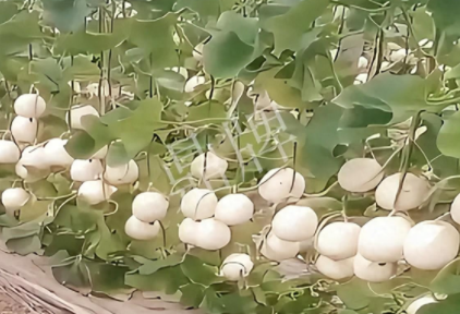 蔬菜種子種植戶客戶點(diǎn)評-現(xiàn)在的瓜菜價格不好，但我種植的優(yōu)質(zhì)甜瓜還是有好的收入！