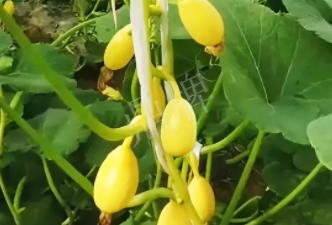蔬菜種子種植戶客戶點(diǎn)評-一個特色品種種植戶的反饋，帶給大家的思考