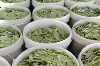 蔬菜種子種植戶客戶點(diǎn)評-時隔20年，我再種這個品種，大家來看看，怎么樣？
