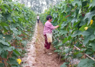 蔬菜種子種植戶客戶點(diǎn)評(píng)-85歲老奶奶，還是種植基地的領(lǐng)頭人，做的怎么樣？一起去看看…