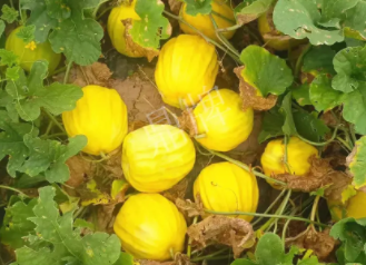 蔬菜種子種植戶客戶點(diǎn)評(píng)-瓜農(nóng)說(shuō)：“還得是這個(gè)品種??！”，什么品種讓種植戶如此感慨？