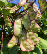 蔬菜種子種植戶客戶點評-價格好得讓種植者笑咪咪的，這個神奇的品種在霜降后還是串串結莢！