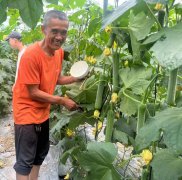 蔬菜種子種植戶客戶點(diǎn)評-干農(nóng)業(yè)，有喜悅嗎？有的，請看！