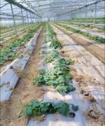 蔬菜種子種植戶客戶點(diǎn)評(píng)-三倍體絲瓜到底是斷頭好？還是不斷頭好？看看這位老板的做法……