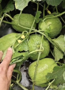 蔬菜種子種植戶客戶點(diǎn)評(píng)-瓜商喜歡、消費(fèi)者喜歡，這個(gè)品種就好銷售！