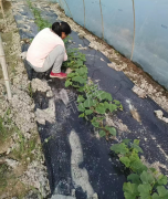 蔬菜種子種植戶客戶點(diǎn)評(píng)-我想要一個(gè)抗高溫又品質(zhì)優(yōu)良的甜瓜品種，終于找到了！